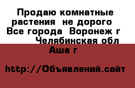 Продаю комнатные растения  не дорого - Все города, Воронеж г.  »    . Челябинская обл.,Аша г.